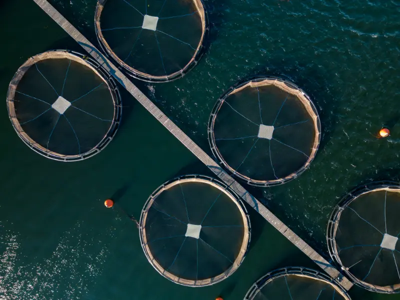 Desenvolvimento Sustentável da Aquicultura no Domínio dos Investimentos Produtivos. Múltiplos